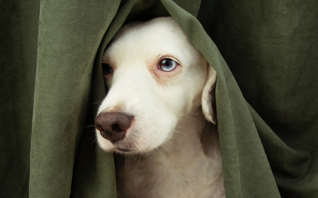 When Dogs Attack Dogs: What to Do If Your Pet Is Bitten