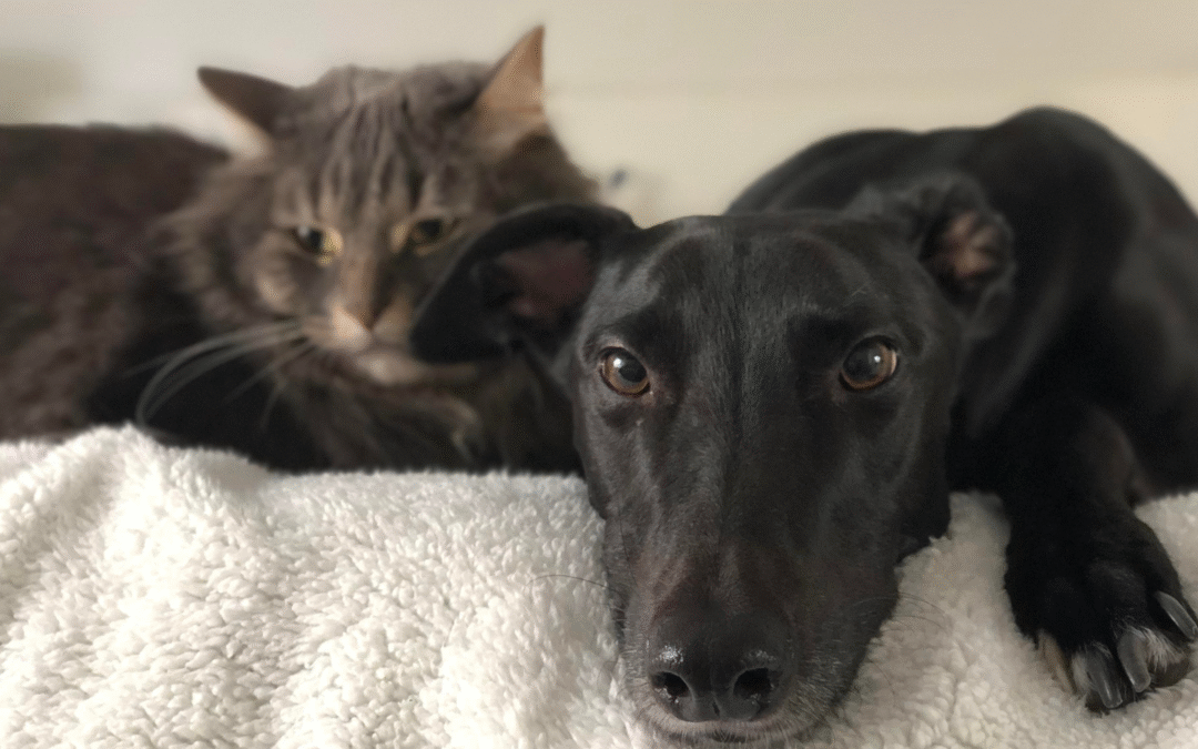 How Allergies Can Affect Pets Throughout the Year