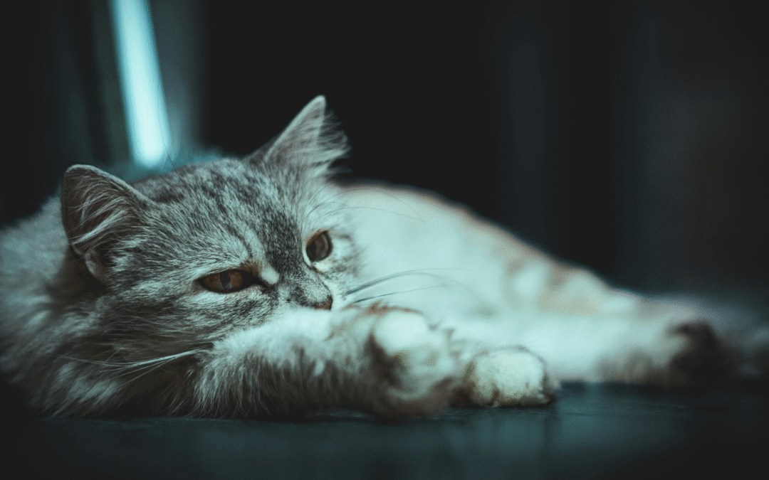 What to Expect When Caring for a Diabetic Pet
