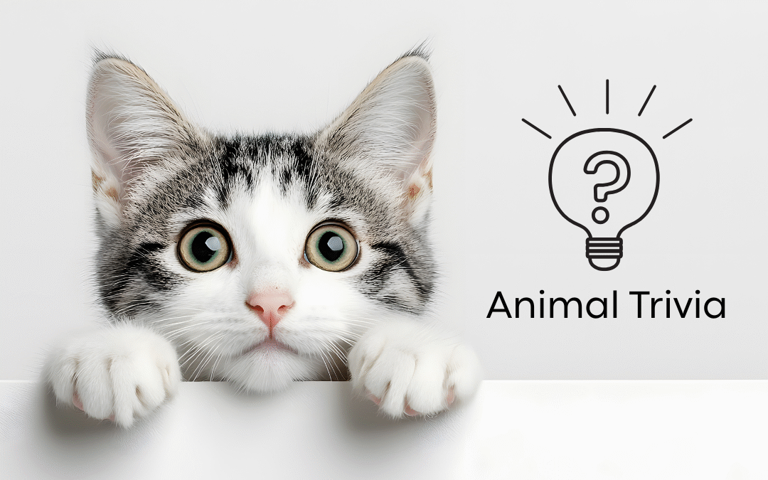 Vet Near Me Quiz – Are You Smarter Than a 5th Grader? Pet Edition | All Creatures Veterinary Hospital