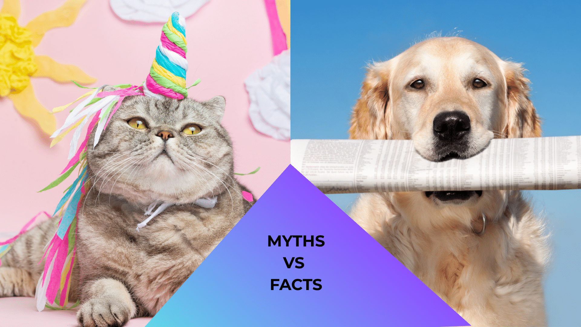Veterinary animal care featuring a cat dressed like a unicorn and a dog reading a newspaper representing myths and facts.