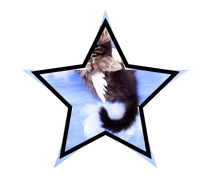 A cat with wings representing common pet health myths.