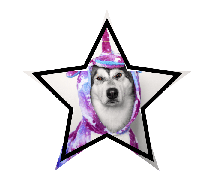 A dog in a unicorn costume symbolizing how pet care myths cover up the truth.