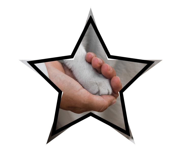 A person's hand gently holding a cat's paw showing animal care at All Creatures Veterinary Hospital in Evansville, WY.