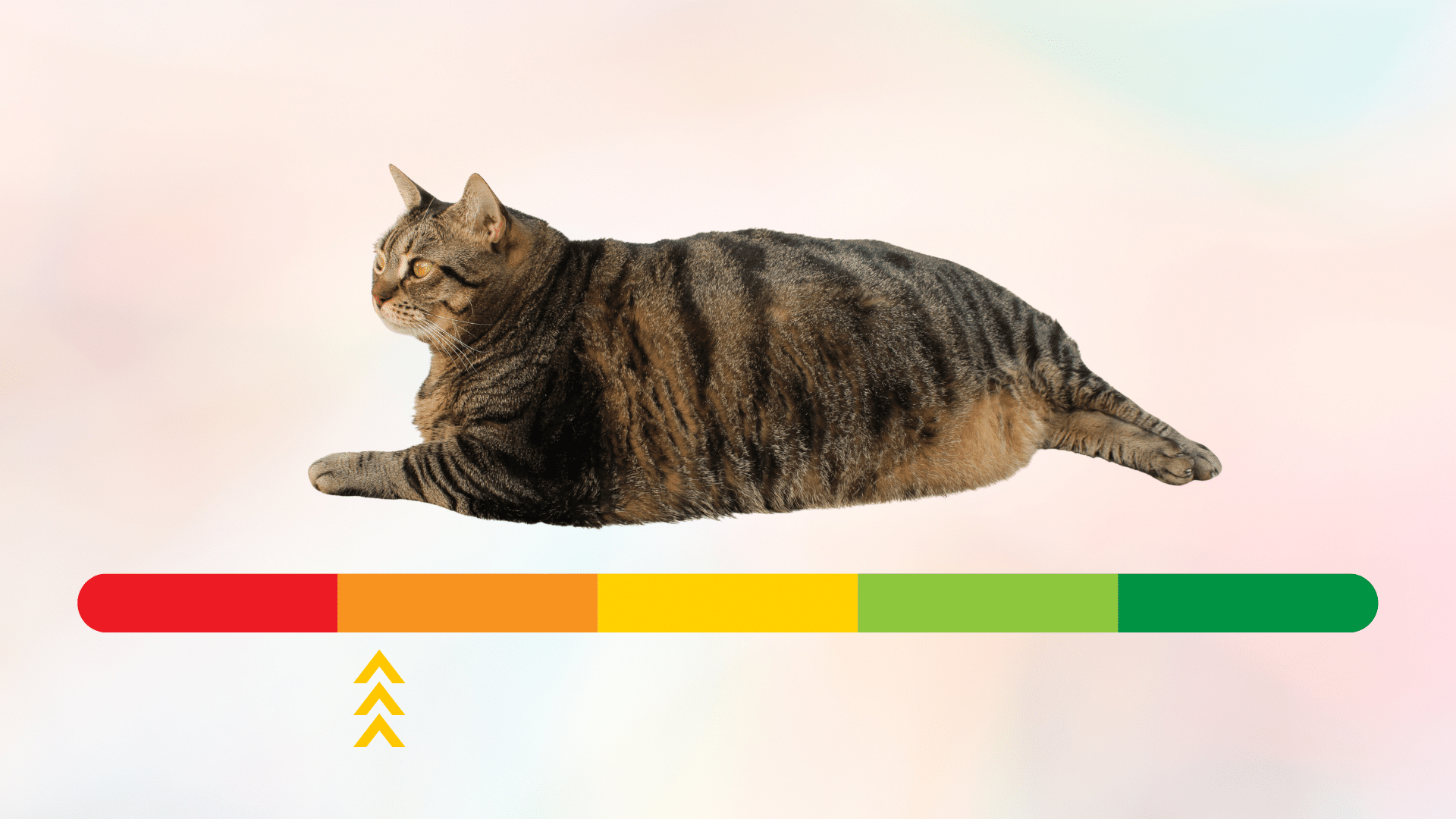 Overweight Cat Body Overweight tabby cat with a color-coded sliding scale in Evansville, WY