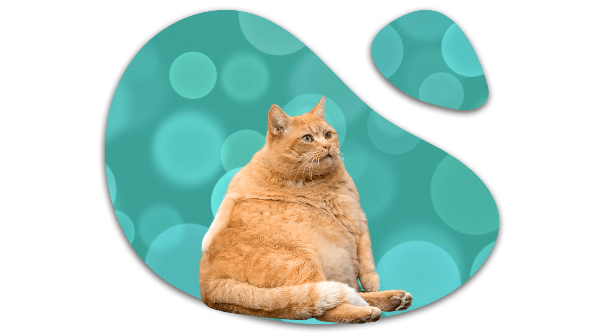 Overweight orange cat illustrating feline obesity concerns in Evansville