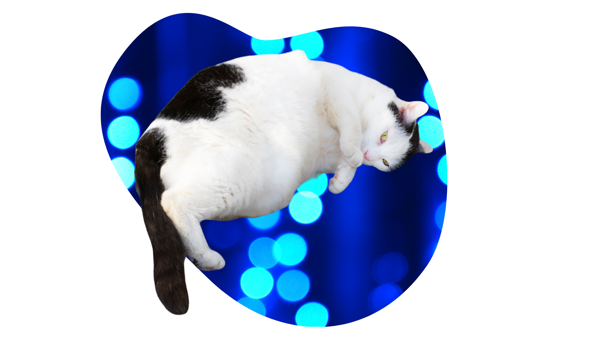 Overweight black and white cat highlighting feline weight concerns for All Creatures Veterinary Hospital